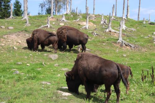 Waldhouse in 옘스회그