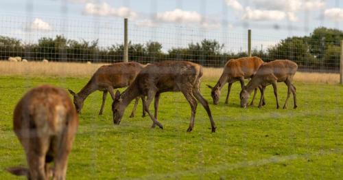 Luxury Safari Lodge surrounded by deer!! 'Roe'