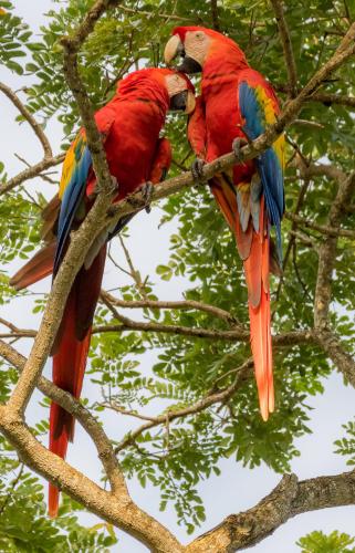 House of the Macaws