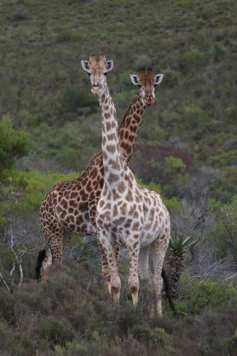 Garden Route Safari Camp