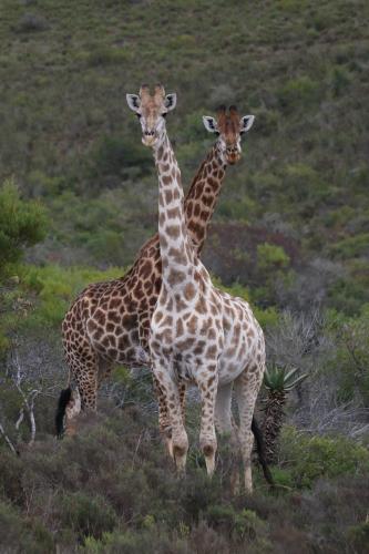 Garden Route Safari Camp - Groot Brak Rivier