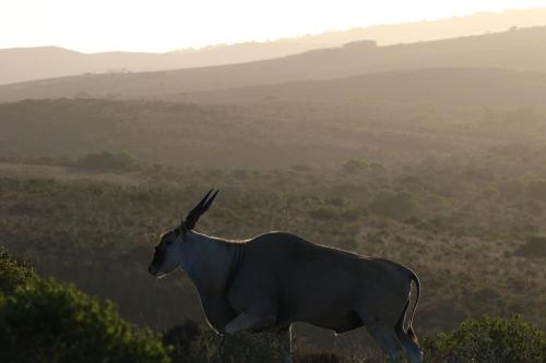 Garden Route Safari Camp