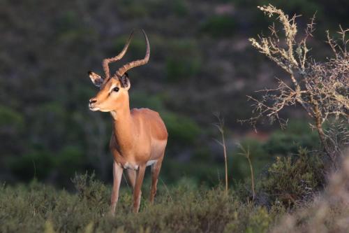 Garden Route Safari Camp