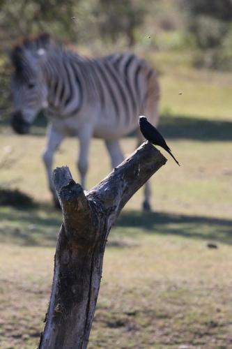 Garden Route Safari Camp