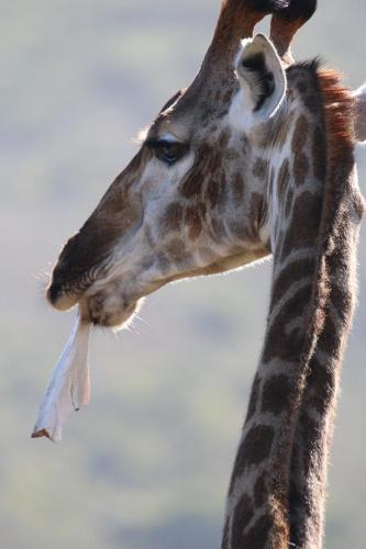 Garden Route Safari Camp