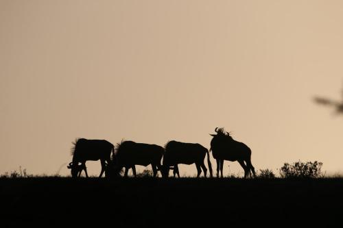 Garden Route Safari Camp