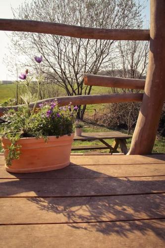 Tinyhouse Zirkuswagen- Kotten Kunterbunt