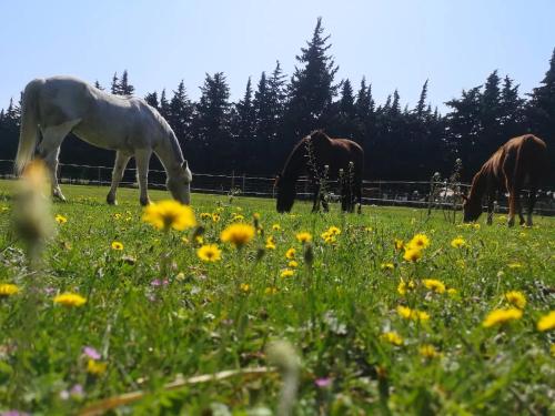 Gîte du Poney Fringant - Prancing Pony - Location saisonnière - Saint-Paul-Trois-Châteaux