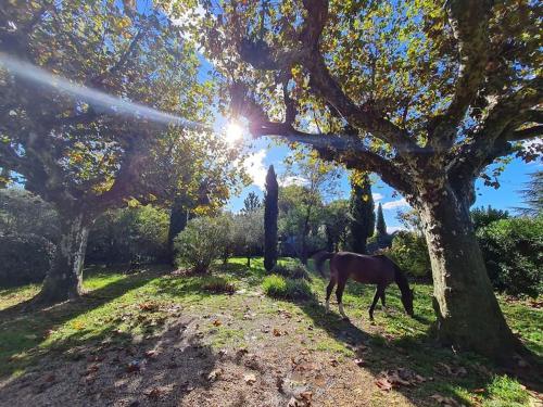 Gîte du Poney Fringant - Prancing Pony