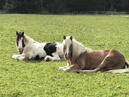 Pony-Ziegen-Hasen-Ranch Bichlbach