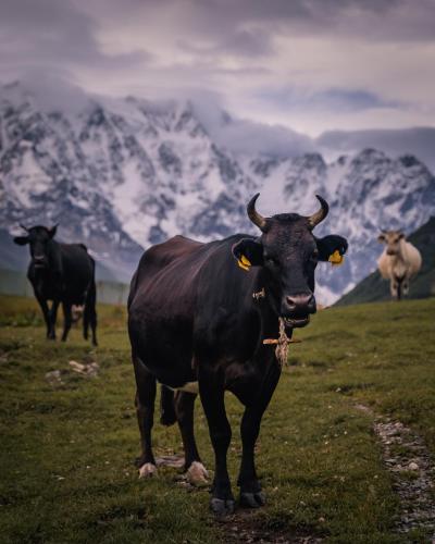 Guesthouse Ailama Guesthouse Ailama