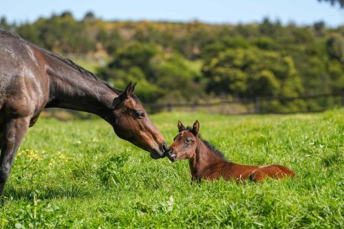 Hemel 'N Aarde Stud