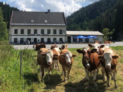 Gasthof zum Maurer - Hotel - Mariazell