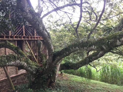 Glamping El Árbol en la Casa