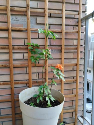 Céntrico piso con aparcamiento gratuito Céntrico piso con aparcamiento gratuito