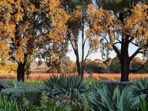 Linger Longer Vineyard in Mclaren Vale