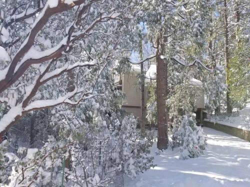 CASA de los ARBOLES! Delight & Solitude Abound! in Pine Cove, USA