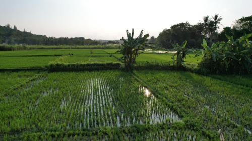 Blue Garden Jogja