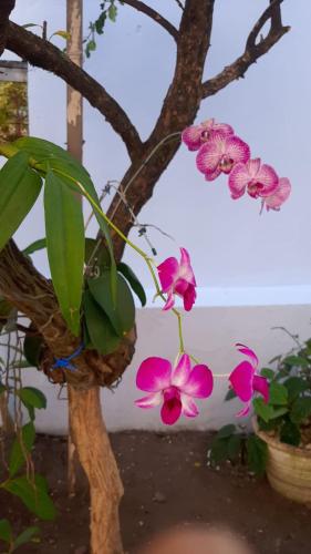 Hostel Salvador Orquídeas