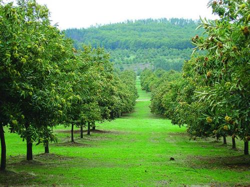 O Palheirinho - Turismo Rural - Bragança