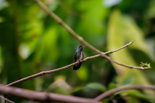 Couleur Locale Paramaribo