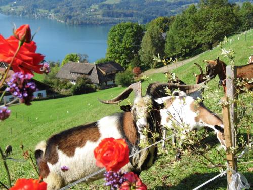 Biohof Schwanser - image 2