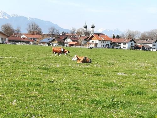 景觀, Apartment Moosblick zwischen Bergen und See in 貝內迪克特博伊埃爾恩