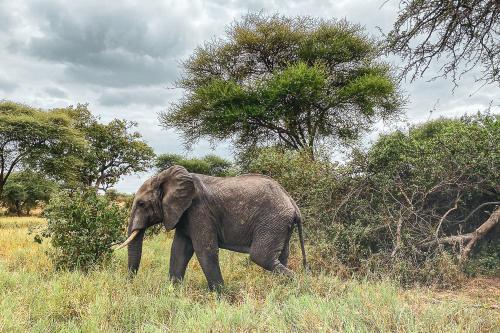 Foresight Eco Lodge & Safari – Karatu District, VA