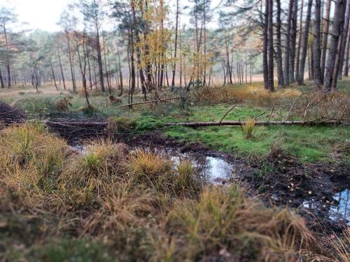 Rykowisko - domki całoroczne nad jeziorem i rzeką