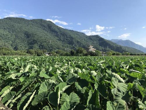 花蓮金澤居民宿樹窩民宿御安居民宿寵物友善