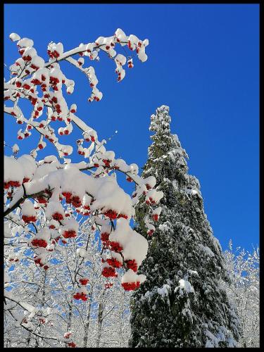 Appartamento La Foresta Abetone