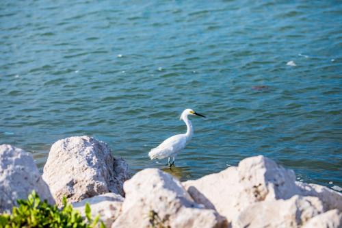 Gulf Breeze Escape 804 by Padre Escapes - image 2