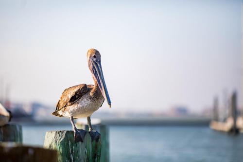 Gulf Breeze Escape 804 by Padre Escapes - image 11