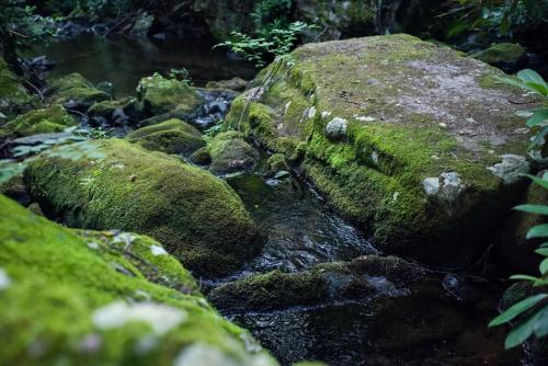 Tentrr - A Creek Runs Through It - image 6