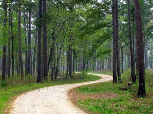 Tentrr Signature Site - Hidden Forest - image 9