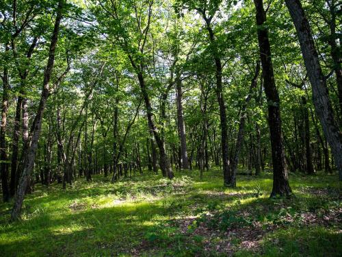 Tentrr - Abandoned Zoo Overlook - image 11