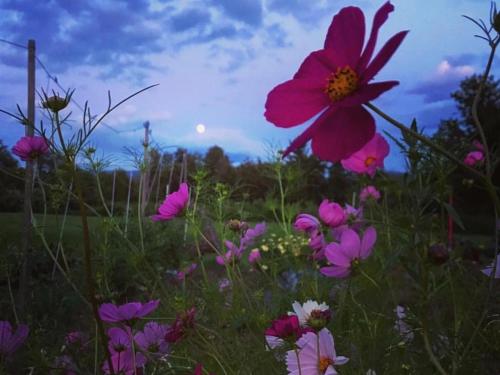 Tentrr - Missisquoi Magic - image 8