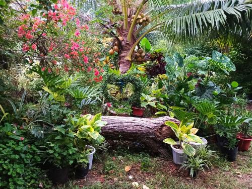LightHaus DP Garden Resort