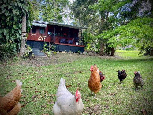 Mt Nebo Railway Carriage and Chalet