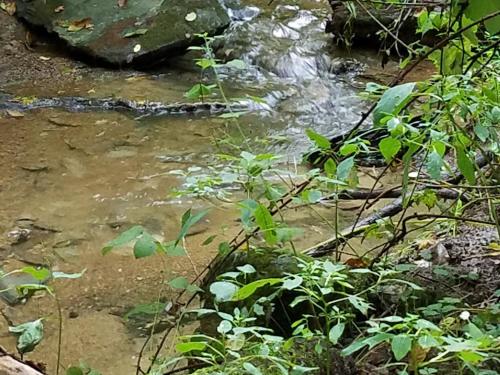 Tentrr - Peaceful by Pigeon Creek - image 8