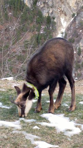 Studio Raccard Cendré - image 9