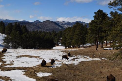Snowdance - Keystone - image 11