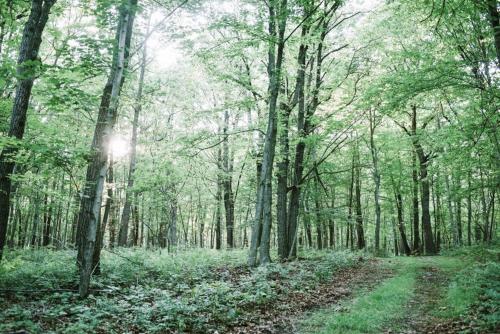 Tentrr - Whippoorwill Woods - image 6