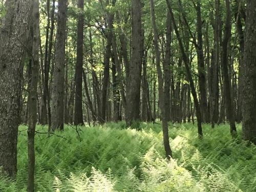 Tentrr - Whippoorwill Woods - image 12