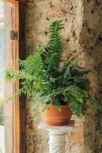 402994128 Orchid House San Miguel de Allende