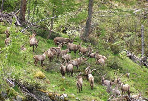 Schönes Studio im ruhigen Kaunertal