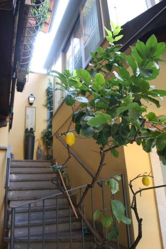  La Terrazza dei Limoni in Seregno