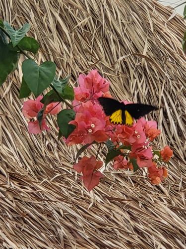 Drift Hideaway- Adult only – Kuta, Lombok, ID
