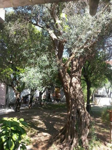 Vila Maslina Guesthouse - image 3