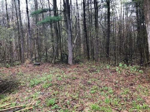 Tentrr Signature Site - Dreamroad Farm Pine Tree - image 13